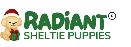 Radiant Sheltie Puppies